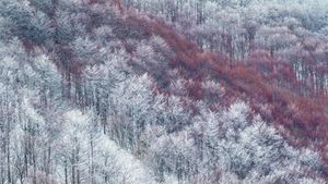 部分被雪覆盖的Val Cervara山坡上的老山毛榉林，意大利蒙帕赛诺 (© Bruno D\'Amicis/Minden Pictures)(Bing China)