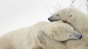 哈得逊湾岸边，正在玩闹的北极熊 (© Robert Postma/Design Pics/Getty Images)(Bing China)