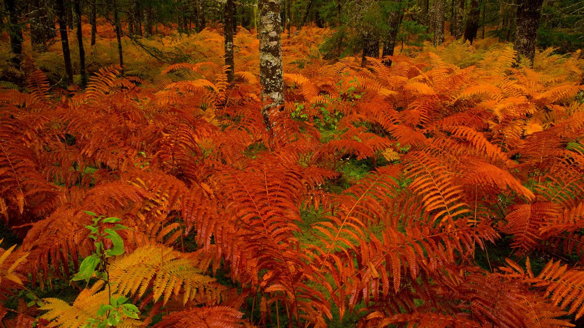 Cinnamon fern meadow near St. Mary\'s River, Nova Scotia