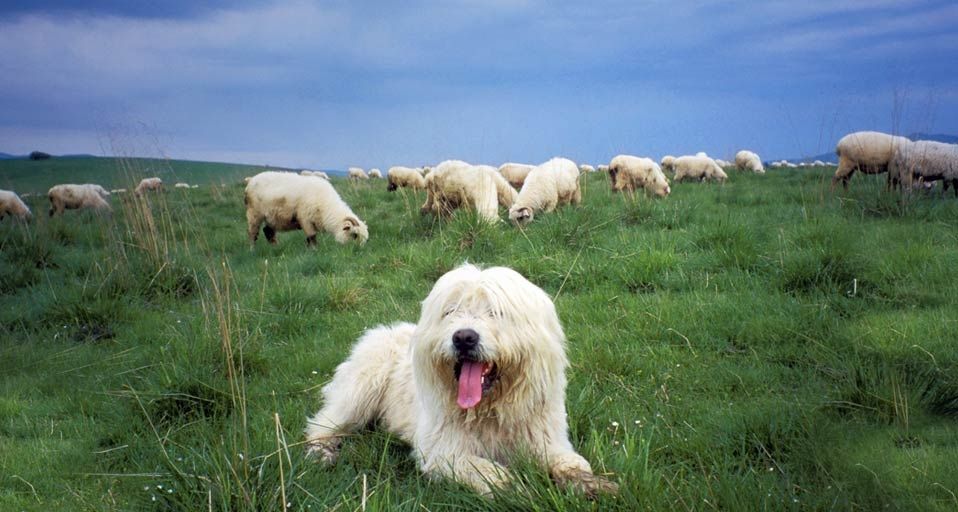 Sheepdog