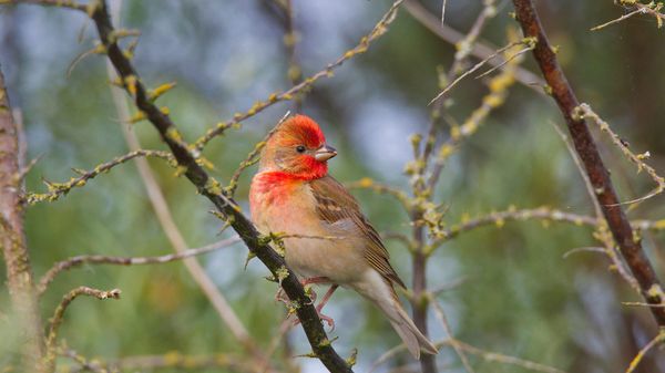 Scarlet rosefinch male perching