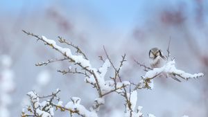 Northern hawk-owl (© Remo Savisaar/Alamy)(Bing United States)