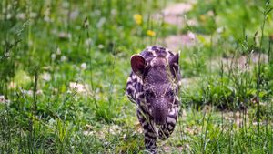 一只南美貘幼崽小跑着穿过草地 (© Nick Fox/Shutterstock)(Bing China)