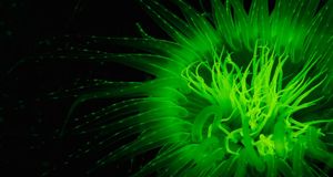 Tube anemone (© Stuart Westmorland/Corbis) &copy; (Bing Australia)