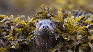 Otter (Lutra Lutra) in seaweed, Ardnamurchan. (© Michael Durham/Minden Pictures)(Bing United Kingdom)