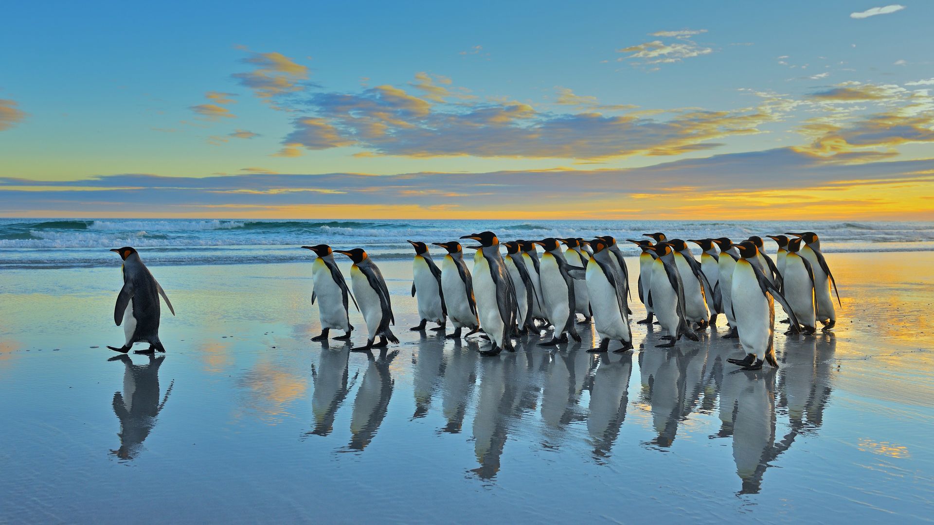 King penguins in the Falkland Islands