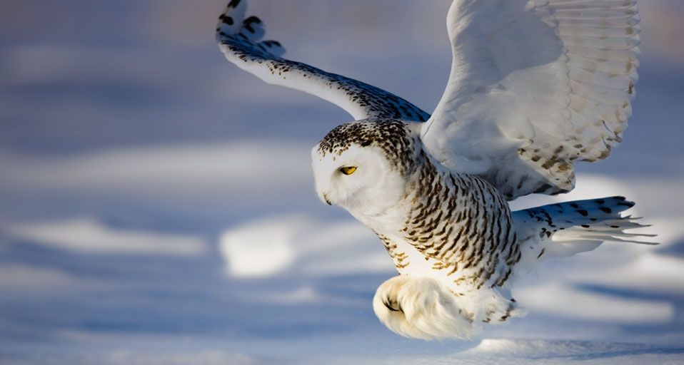 Snowy Owl in flight in Canada