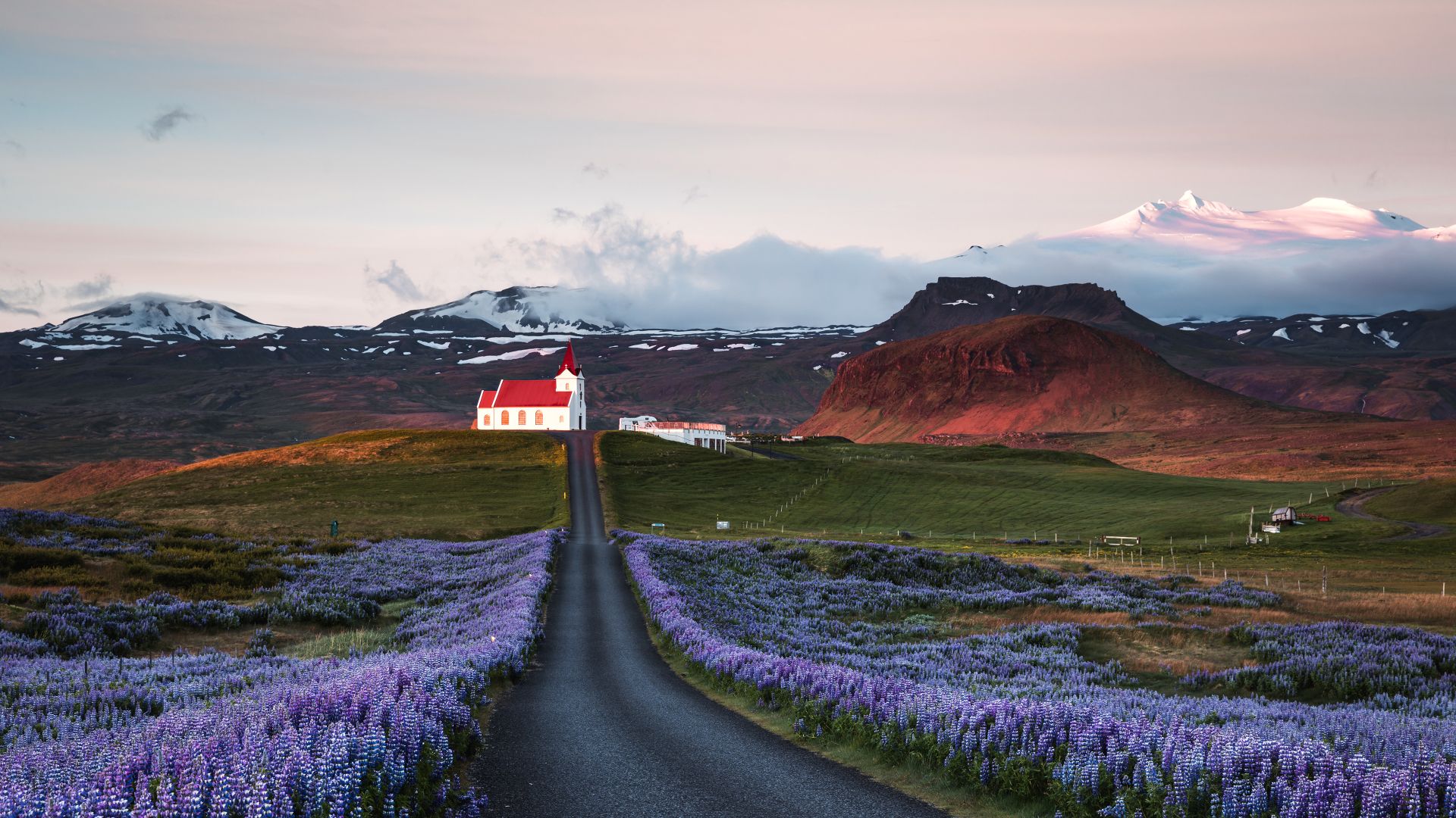 Campi di lupini e una chiesa all'alba, penisola di Snæfellsnes, Islanda