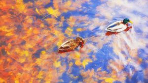 Zwei Stockenten im Wasser, Herbst, Deutschland (© sun ok/Shutterstock)(Bing Deutschland)