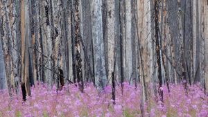 Burnt forest with fireweed in Banff National Park, Alberta, Canada (© ImagineGolf/Getty Images)(Bing New Zealand)