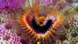所罗门群岛附近，驼峰珊瑚礁上的星空马蹄虫 (© Chris Newbert/Corbis)(Bing China)