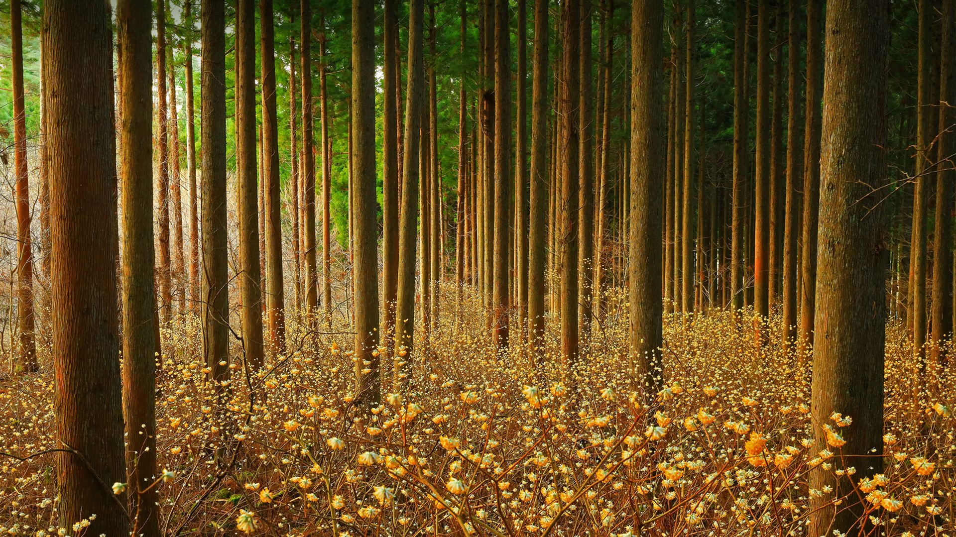Mitsumata (aka paperbush) in a forest in Japan