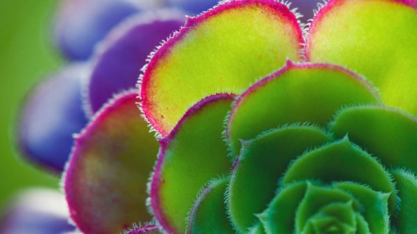Aeonium leaf detail