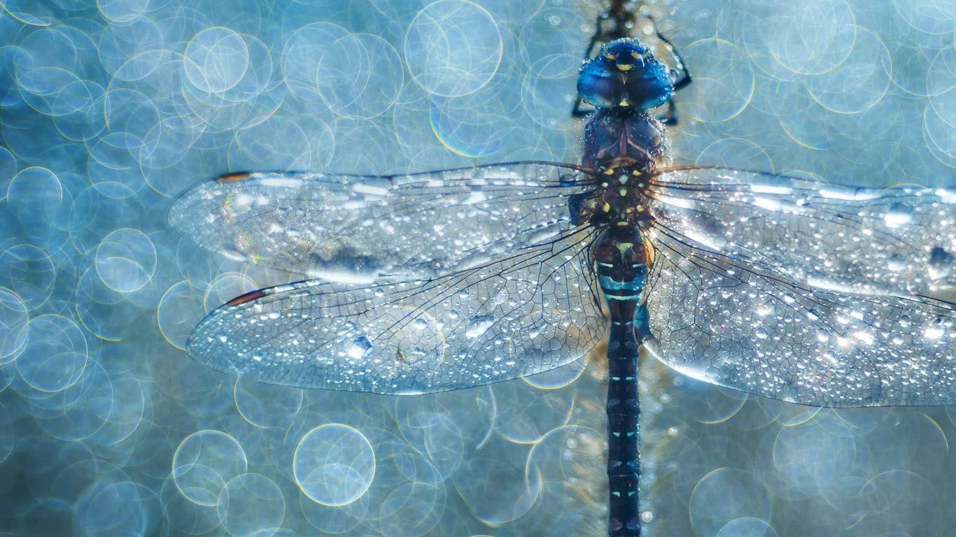 Makrofotografie einer Herbst-Mosaikjungfer