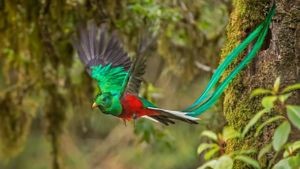 Un magnifique quetzal mâle, Costa Rica (© mallardg500/Getty Images)(Bing France)