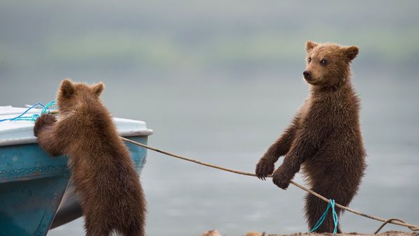Bear cubs playing by a lake
