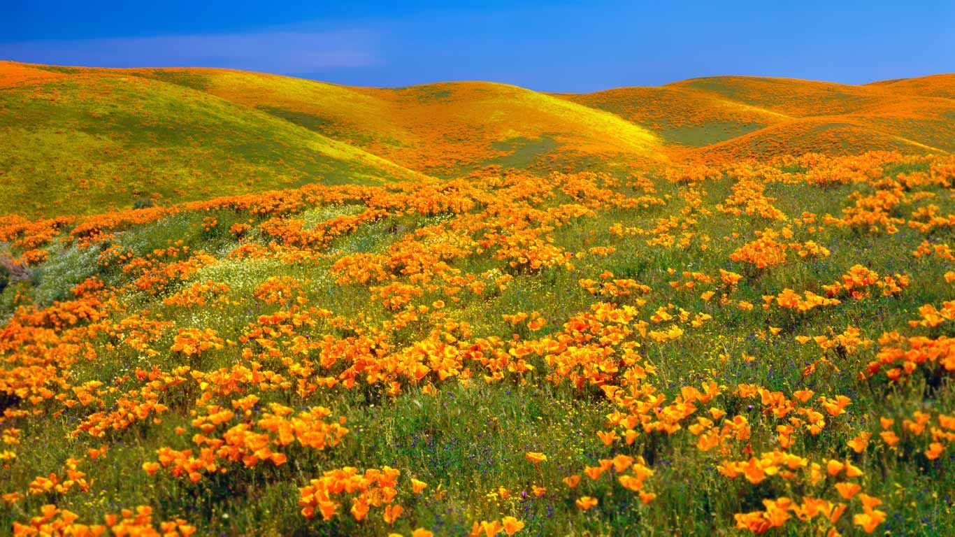 Antelope Valley Poppy Reserve in California, USA