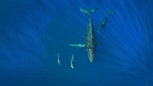 在海洋里畅游的座头鲸和海豚，美国夏威夷州 (© drewsulockcreations/Getty Images)(Bing China)