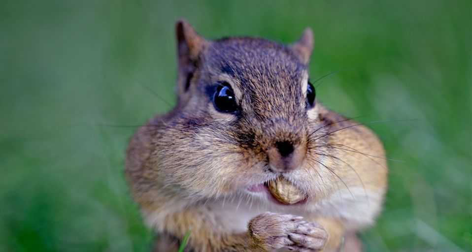 Chipmonk