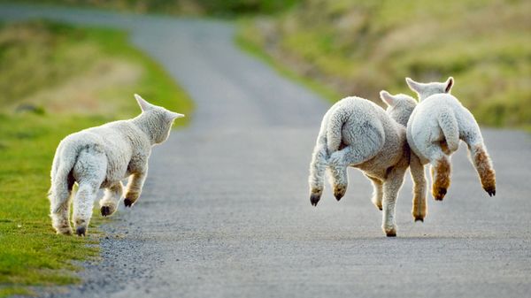 Three lambs frolicking in Christchurch, New Zealand