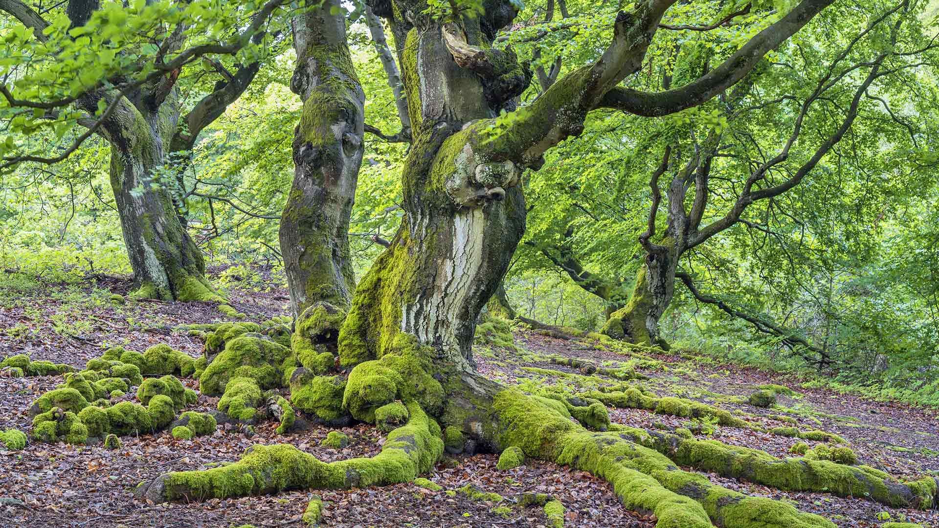Rotbuchen im Hutewald Halloh bei Albertshausen, Bad Wildungen, Hessen