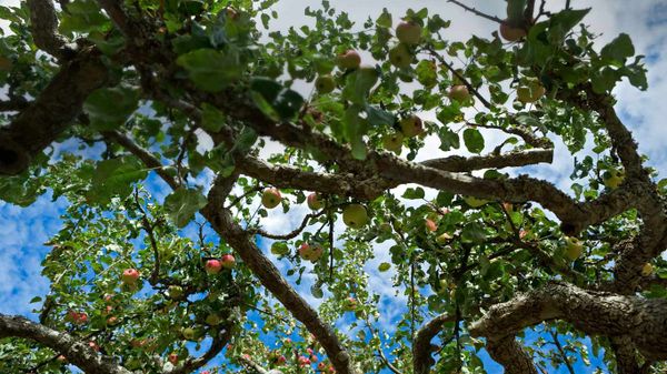 Apple tree on Salt Spring Island in British Columbia, Canada