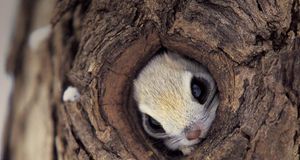 藏在树洞中的松鼠 (© Norihisa Inomata/Photolibrary) &copy; (Bing China)