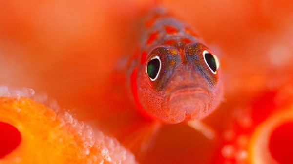 A flame goby guards her eggs in the Kaafu Atoll of the Maldives