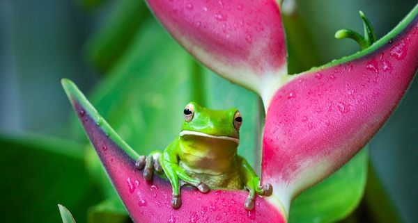 GreenTreeFrog