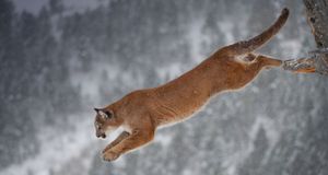 Mountain lion jumping from a tree in Montana -- Daniel J. Cox/Corbis &copy; (Bing New Zealand)