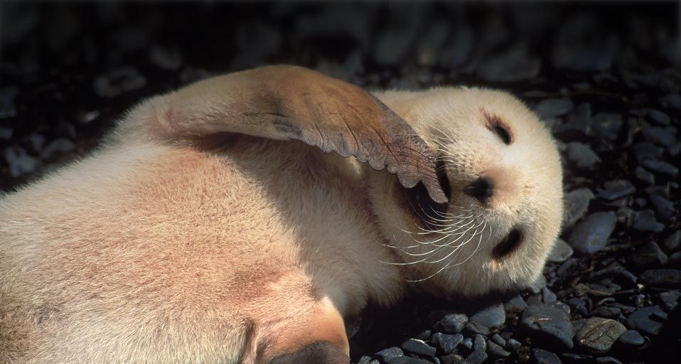 Antarctic fur seal