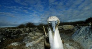 Blue foot gannet (Sula nebouxii). Punta Suarez. Espanola (Hood Island). Galapagos Islands. Ecuador -  Sylvain Grandadam/age fotostock/Photolibrary &copy; (Bing United Kingdom)