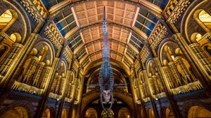 Scheletro della balenottera Azzurra “Hope”, Museo di Storia Naturale di Londra, Inghilterra (© Bailey-Cooper Photography/Alamy)(Bing Italia)