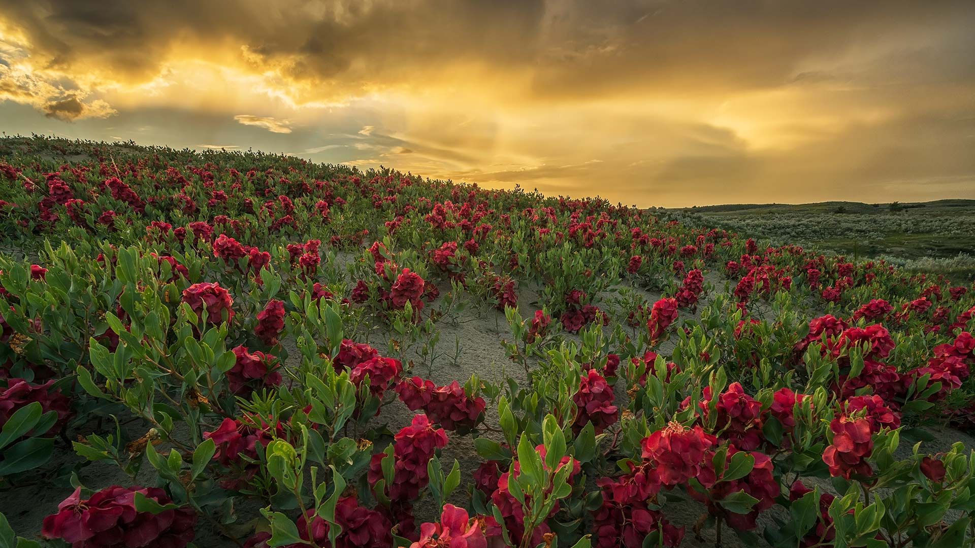 Sunset over the Great Sandhills, Saskatchewan, Canada