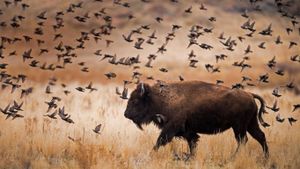 American bison in Antelope Island State Park, Utah (© Conor Barry/Aurora Photos)(Bing New Zealand)