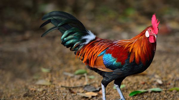 A brown leghorn rooster