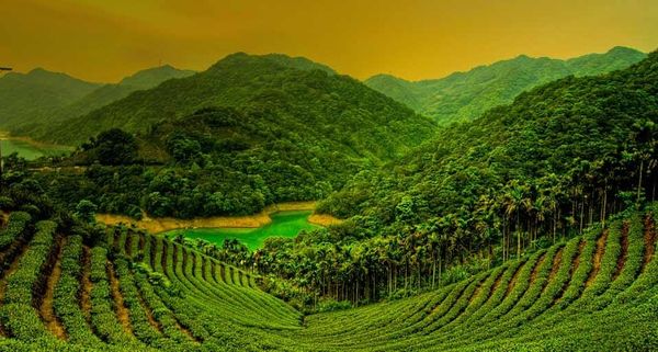 TeaFieldTutan
