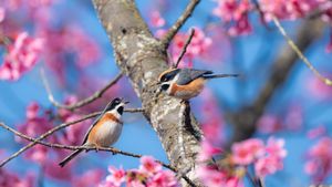 盛开的樱花树上的红头长尾山雀 (© Haitong Yu/Getty Images)(Bing China)