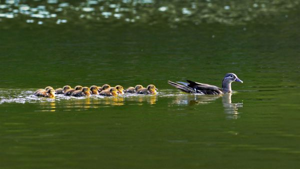 Mandarin ducks, South Korea