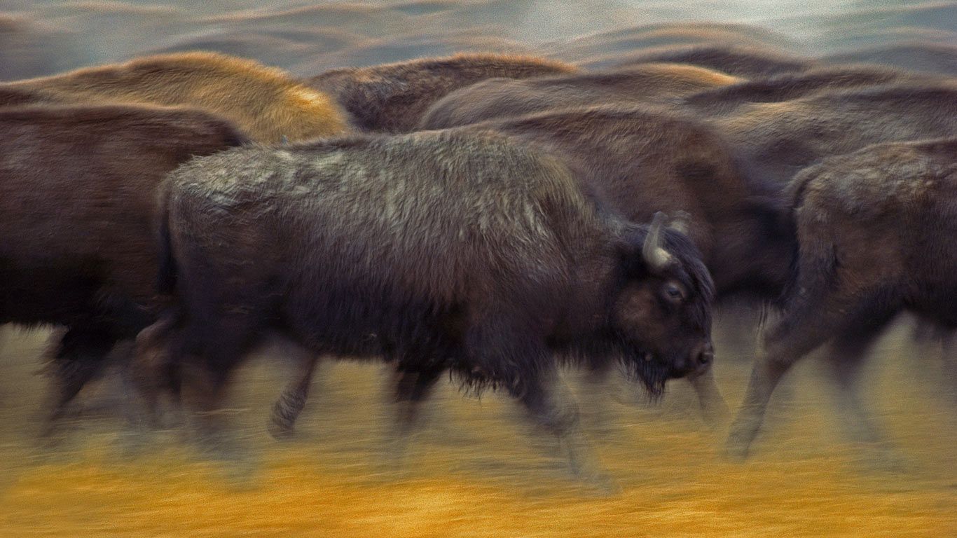 American bison near Fort Pierre, South Dakota