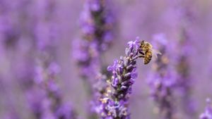 Honey bee on lavender flowers (© Anthony Brown/Alamy Stock Photo)(Bing United Kingdom)