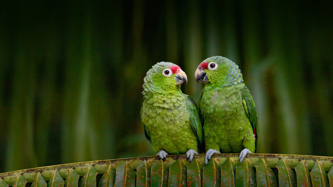 Red-lored amazons in Ecuador