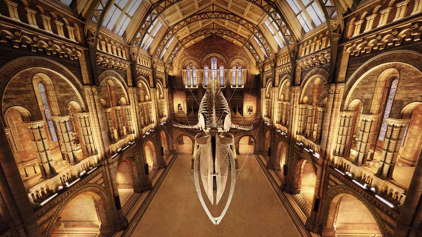 'Hope' the blue whale skeleton at the Natural History Museum, London