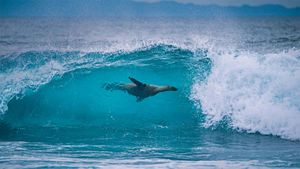 ｢ガラパゴスアシカ｣エクアドル, ガラパゴス諸島沖合 (© Tui De Roy/Minden Pictures)(Bing Japan)