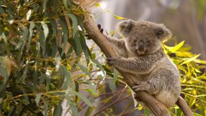 An Australian koala perched in a gum tree overlooking the scenery (© juuce/Getty Images)(Bing Australia)