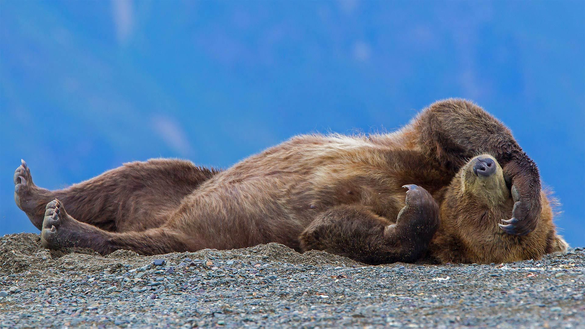 Grizzly bear cub relaxing, Lake Clark National Park, Alaska, USA