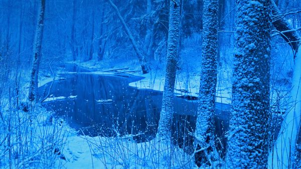 Łutownia River in the Białowieża Forest, Poland