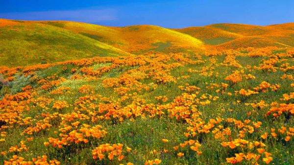 Antelope Valley Poppy Reserve in California, USA