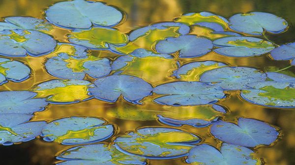 Water lily leaves, France