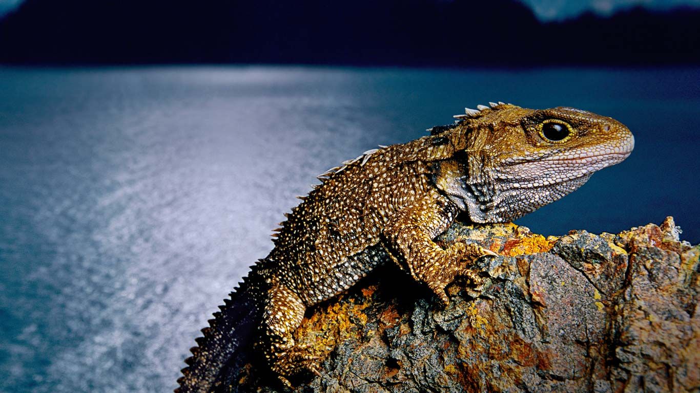 Tuatara on North Brother Island, New Zealand